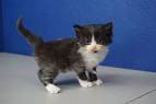 Munchkin Kittens For Sale & Cats ... - Cat Adoption Near Me