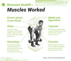 Romanian Deadlift Form Muscles Worked And How To Guide