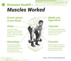 romanian deadlift form muscles worked and how to guide