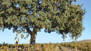 What Oak Trees Mean To The Health Of Vineyards Growing Produce 8,000+ vectors, stock photos & psd files. growing produce