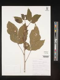 Image result for Allophylus ferrugineus