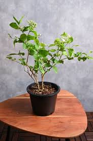 Image result for Jasminum sambac