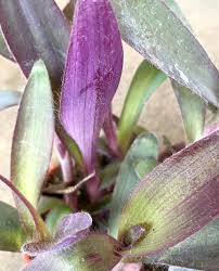 Maybe you would like to learn more about one of these? Tradescantia Pallida Peas Bees Co