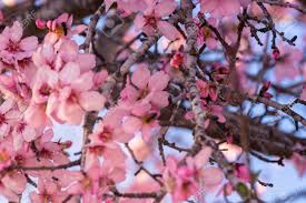 Sometimes the flowers are followed by small round red fruit that is coveted by squirrels. Close Up Of Flowering Almond Trees Beautiful Almond Blossom Stock Photo Picture And Royalty Free Image Image 123662552