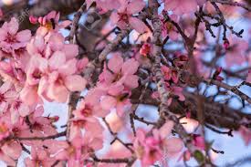 The double flowering form is more popular in the nursery trade. Close Up Of Flowering Almond Trees Beautiful Almond Blossom On The Branches At Springtime Background In