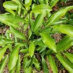 Image result for Artabotrys modestus