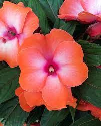 But it doesn't have to be that way. Brighten Dark Areas Of The Garden With Annual Flowers For Shade