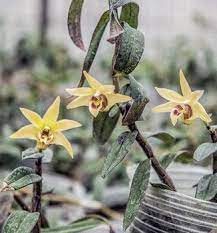 Sources Of Medicinal Orchids And Conservation Springerlink