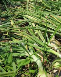 This stops the sap from flowing to the stem and puts all the energy into maturing the bulb. Onion Growing And Harvest Information Veggieharvest Com