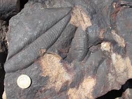 U/pb dating relies upon the decay of naturally occurring uranium and different isotopes of lead. Uranium Lead Dating Shows That The Cambrian Explosion Is Younger Than Previously Thought