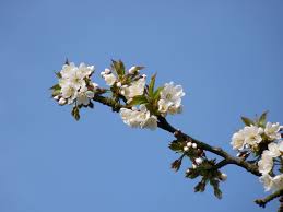 Bloom Blossom Branch Cherry Cherry Blossom Frhlingsanfang Fruit Tree Nature Pink Sky Spring Spring Flower Tree White White Flower Bloemen