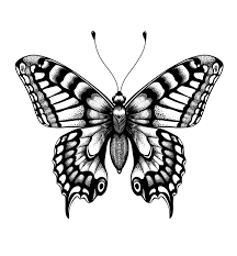 Monarch butterfly drawing, brushfooted butterflies, silhouette, line art, moths and butterflies, insect, pollinator, blackandwhite transparent background png clipart. Butterfly Clipart Coloring Pages And More Free Printable Design Themes