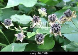 Image result for Abutilon grandiflorum