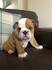PuppyFind | English Bulldog Puppies for Sale