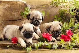 This puppies wallpaper might contain border collie. Pug Puppies And Flowers In Retro Backgraun Stock Photo Picture And Royalty Free Image Image 19089092