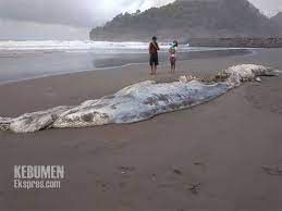 Maybe you would like to learn more about one of these? Bangkai Hewan Di Pantai Suwuk Akhirnya Dikubur Warga Kebumen Ekspres Paling Tahu Kebumen