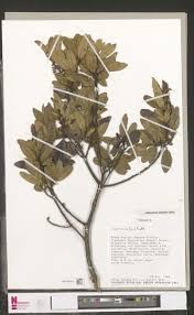Image result for Sopubia mannii