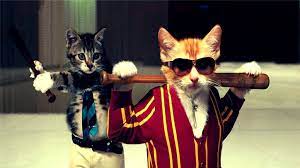 Funny Cat Widescreen Wallpapers 3083 Wallpaper Hd Wallpaper Funny Cat Wallpaper Cat Animal Pictures Funny Cat Images