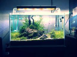 Aquascape biofalls® filters range in size and can filter ponds up to 10,000 gallons. Aquascape Ideas Setting Aquascape Natural