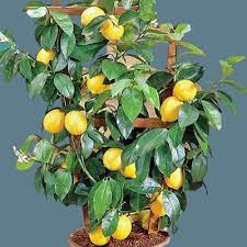 Limon ağacının bakımında budama nasıl yapılmalıdır, yetiştirilen limon ağacının çok daha verimli olmasını sağlamak için budama işlemi büyük önem taşımaktadır. Limon Agaclari Budama Nasil Yapilir