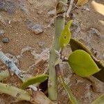 Image result for Capparis cartilaginea