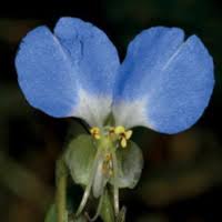 Image result for Commelina nyasensis