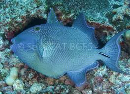 Image result for Dyschoriste multicaulis