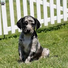 They are best for a dominant owner the catahoula leopard dog is intelligent and learns quickly with firm, consistent training. Catahoula Leopard Puppies For Sale Off 74 Www Usushimd Com
