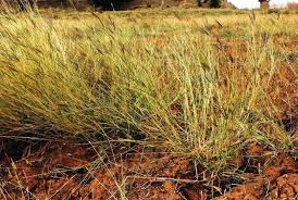 Image result for Dichanthium annulatum