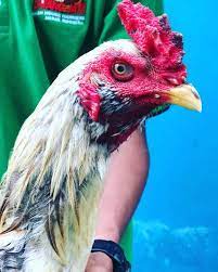 Ayam bangkok memang sudah terkenal dengan keunggulannya. Jual Ayam Birma Ninja Di Lapak Dian Cv Karya Mina Farm Bukalapak