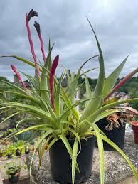 Image result for Walleria nutans