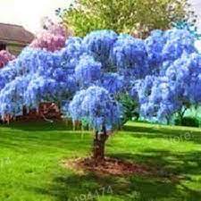 5 Seeds Rare Wisteria Seeds Mixed Color Flower Seeds Bonsai Wisteria Tree Seeds Ornamental Plant Beautiful Plant For Ho Wisteria Tree Fast Growing Trees Plants