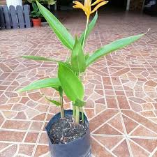 Sini adalah port terbaik untuk anda semua memancing. Sepit Udang Heliconia Harga Rm3 Legasi Nora Niaga Facebook