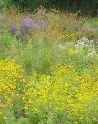 Maybe you would like to learn more about one of these? North Creek Nurseries Landscape Plug Plants