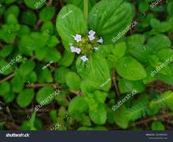 Image result for Spermacoce deserti