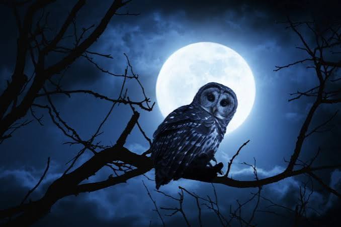 Samhain ~ The roots of Halloween – The Muse in the Mirror