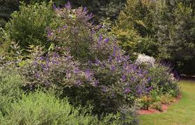 Image result for Vitex mombassae