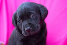 Labrador Retriever Puppy For Sale In Kent Oh Adn 62528 On Puppyfinder Com Gender Female Age 5 Weeks Labrador Retriever Puppies Labrador Retriever Labrador