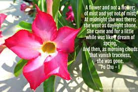 10 Uplifting Miscarriage Poems And Songs