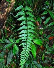 Image result for Asplenium cancellatum