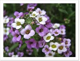 Alyssum Flowers Bouquet