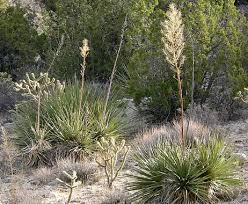 Image result for Nolletia arenosa