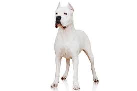 Akc Oks Two New Breeds Dogo Argentino Barbet Can Now Compete In Shows The Columbian