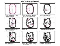 Maybe you would like to learn more about one of these? Plant Cells For Kids Worksheets Teaching Resources Tpt