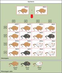 Epistasis Biology For Majors I