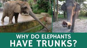 Three species are currently recognised: Why Elephants Have Trunks And Awesome Things They Can Be Used For Youtube