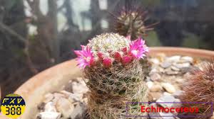 Cacti can be propagated in several ways. Echinocereus Hedgehog Cactus Youtube