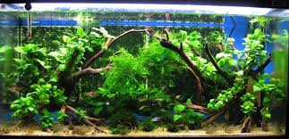Manzanita Wood Sight Freshwater Aquarium Plants Aquarium Aquarium Driftwood