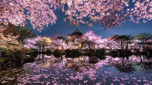We hope you enjoy our growing collection of hd images to use as a background or home screen for. Wallpaper Japan Sakura Trees Pink Flowers Night Pond Temple Garden 1920x1200 Hd Picture Image