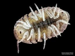 Image result for Disa brevicornis